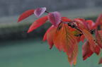 D2012085_055H