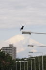 D2013015_071V
