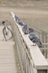 D2013015_088V
