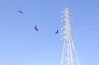 D2013020_005H