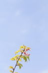 D2013021_269V