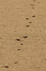 D2013023_146V