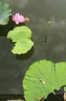 D2013038_020V