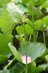 D2013038_033V
