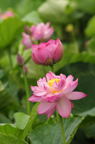 D2013038_037V