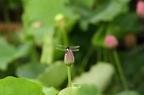 D2013038_038H