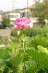D2013038_043V