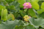 D2013038_050H