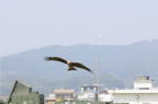 D2013044_037H
