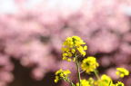 D2014008_016H