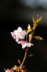D2014008_031V