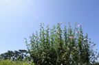D2014029_006H