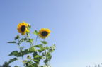 D2014029_027H