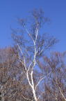 D2014046_027V