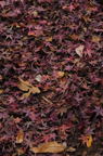 D2014050_038V