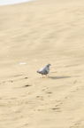D2015002_066V