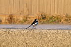 D2015048_003H