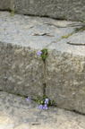 D2013027_109V