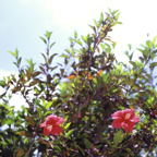 F20091703_03S